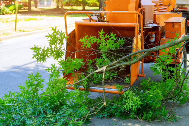 Best Tree Disease Treatment  in Silver City, NM