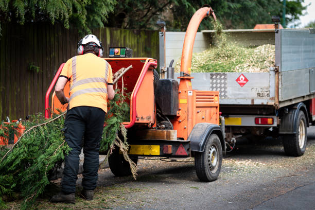 How Our Tree Care Process Works  in  Silver City, NM