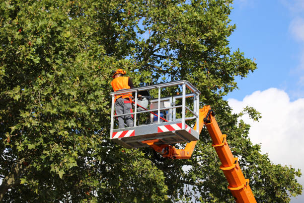 Best Pest Control for Lawns  in Silver City, NM