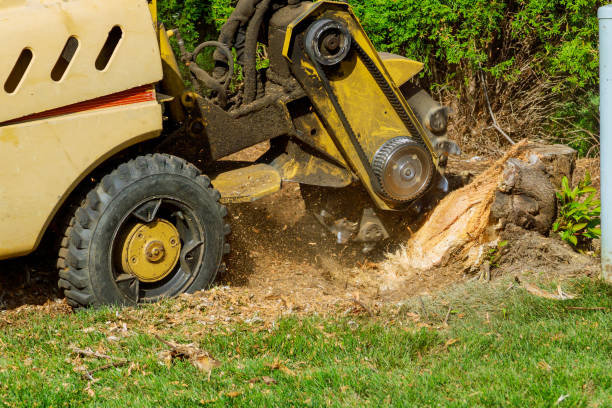 Trusted Silver City, NM Tree Services Experts