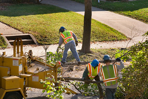 Best Tree Preservation Services  in Silver City, NM