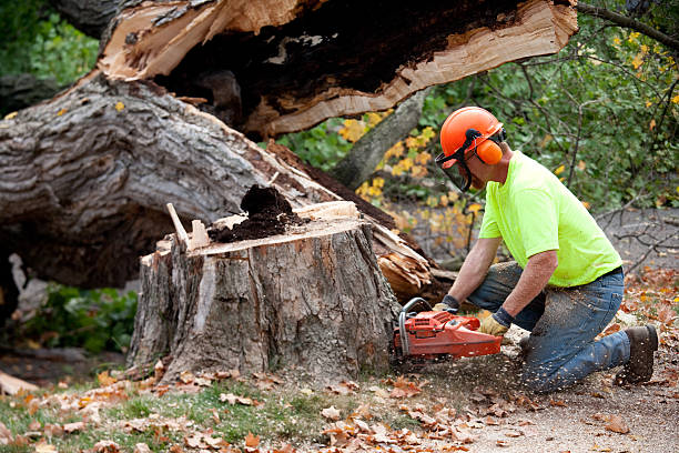 Best Fruit Tree Pruning  in Silver City, NM